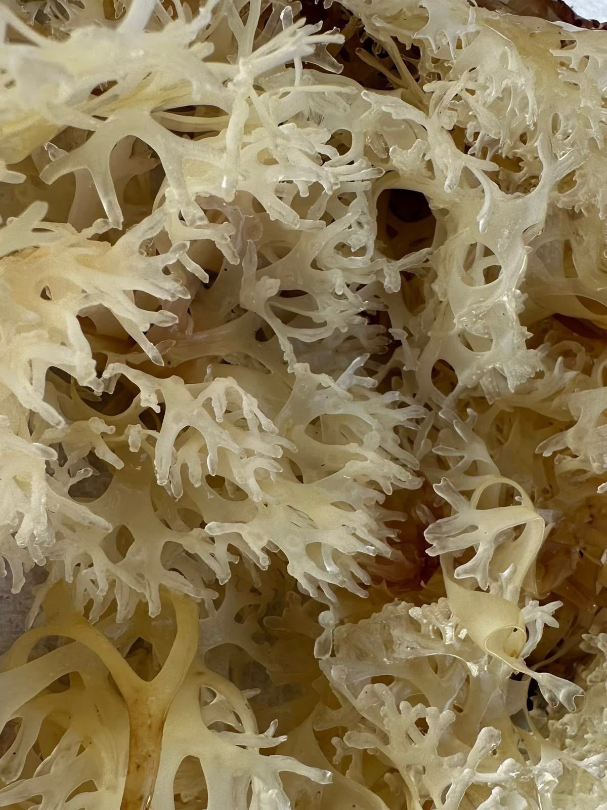Sea moss is the new superfood — here’s why